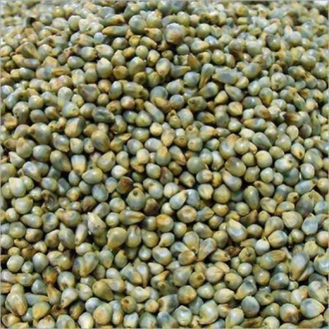 desi Bajra / Millet باجرہ
