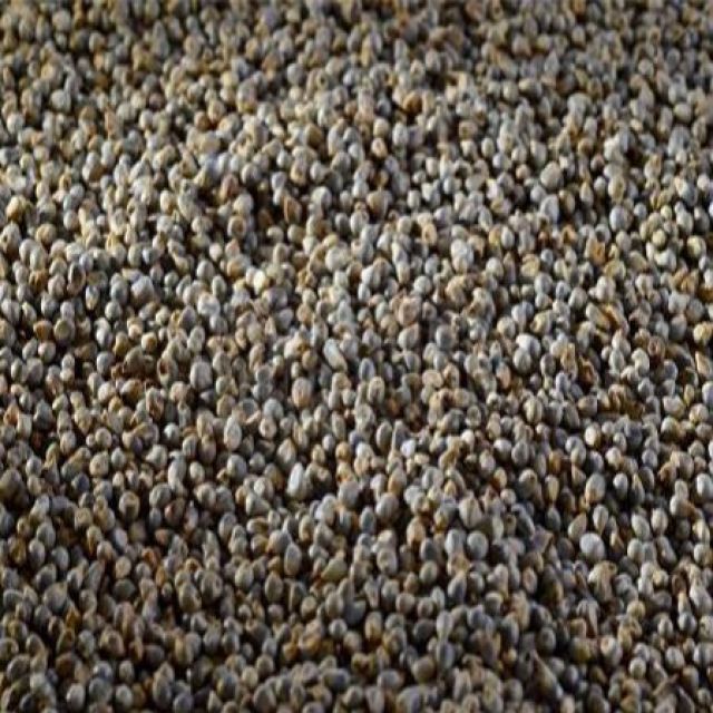 Bajra qumar mashani / Millet باجرہ